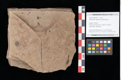 Foto (Objekt + Etikett) von Asterocalyx styriacus Ettingshausen (NHMW-GEO-2024-0188-0414)
